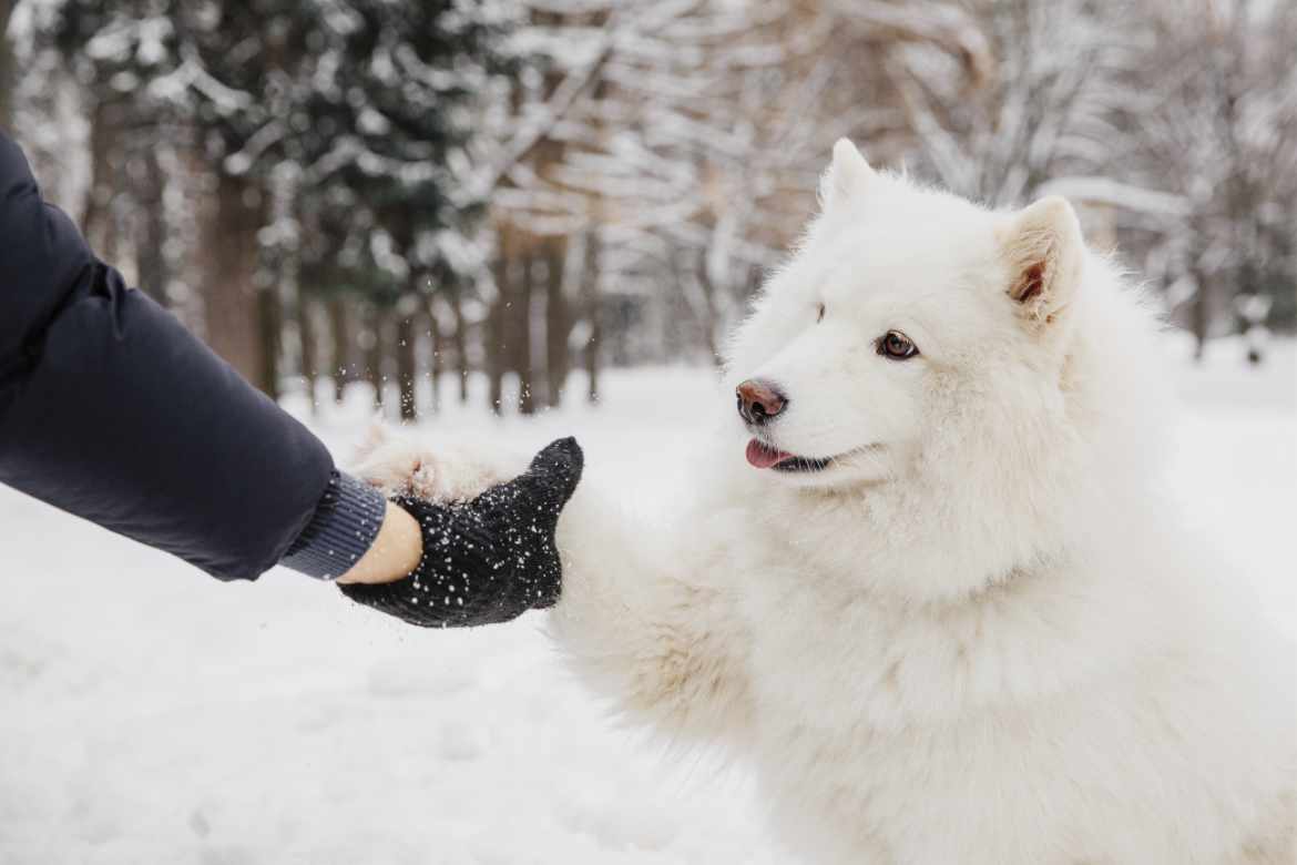 préparer votre chien ou votre chat pour l'hiver